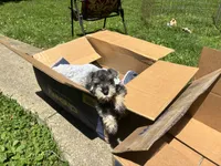 Stella, a female Miniature Schnauzer for sale in Bedford, IN – 3 of 3
