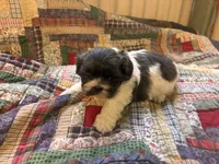 Max, a male Shih Tzu for sale in Bedford, IN – 2 of 2