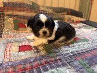Gabby, a female Shih Tzu for sale in Bedford, IN – 1 of 2