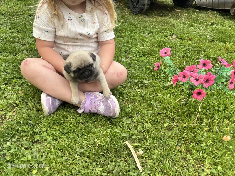 Luna, a female Pug for sale in Bedford, IN – Photo 1 of 2