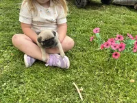 Luna, a female Pug for sale in Bedford, IN – Photo 1 of 2