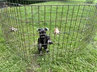 Luna, a female Miniature Schnauzer for sale in Bedford, IN – 3 of 3
