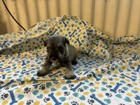 Freeda, a female Miniature Schnauzer for sale in Bedford, IN – 1 of 1