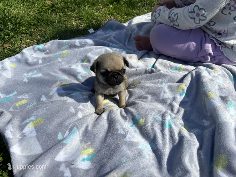 Frankie – Pug puppy for sale in Bedford, IN