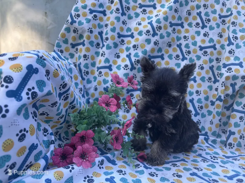 Nellie – Miniature Schnauzer puppy for sale in Bedford, IN