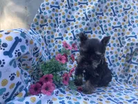 Nellie, a female Miniature Schnauzer for sale in Bedford, IN – 1 of 2