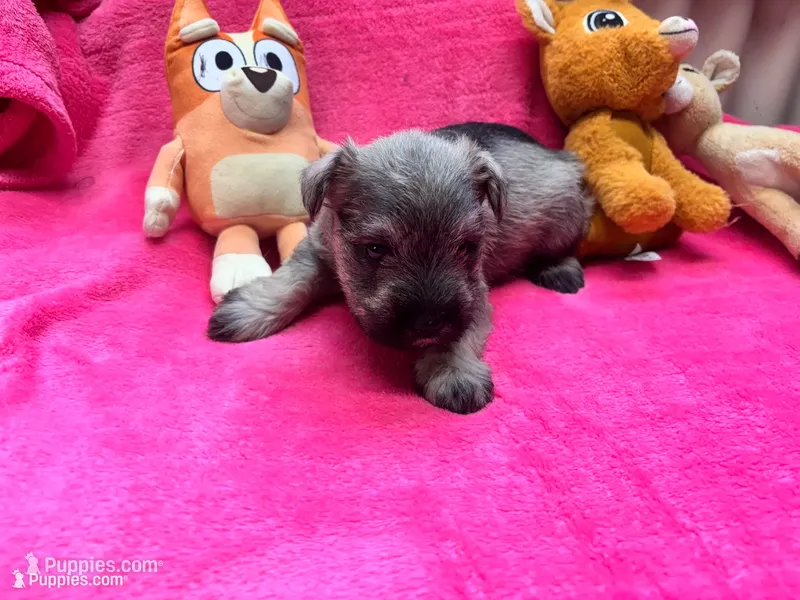 Matti Mae – Miniature Schnauzer puppy for sale in Bedford, IN