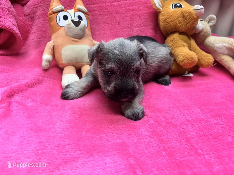 Matti Mae – Miniature Schnauzer puppy for sale in Bedford, IN
