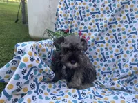 Max, a male Miniature Schnauzer for sale in Bedford, IN – 2 of 2