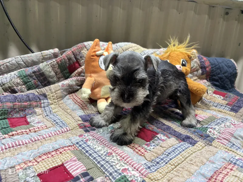 Stella, a female Miniature Schnauzer for sale in Bedford, IN – 1 of 1