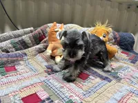Stella, a female Miniature Schnauzer for sale in Bedford, IN – 1 of 1