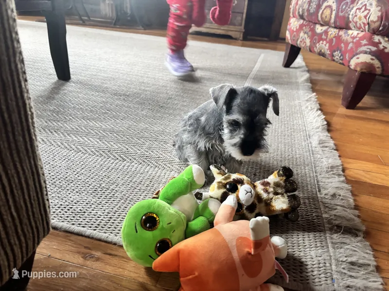 Danyell – Miniature Schnauzer puppy for sale in Bedford, IN