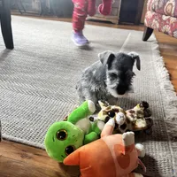 Danyell, a female Miniature Schnauzer for sale in Bedford, IN – Photo 1 of 2
