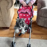 Danyell, a female Miniature Schnauzer for sale in Bedford, IN – Photo 2 of 2
