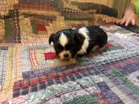 Gabby, a female Shih Tzu for sale in Bedford, IN – 2 of 2