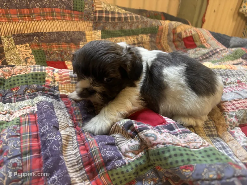 Max – Shih Tzu puppy for sale in Bedford, IN