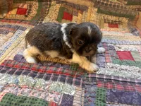 Lucy, a male Shih Tzu for sale in Bedford, IN – 1 of 2