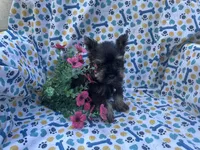 Nellie, a female Miniature Schnauzer for sale in Bedford, IN – 2 of 2