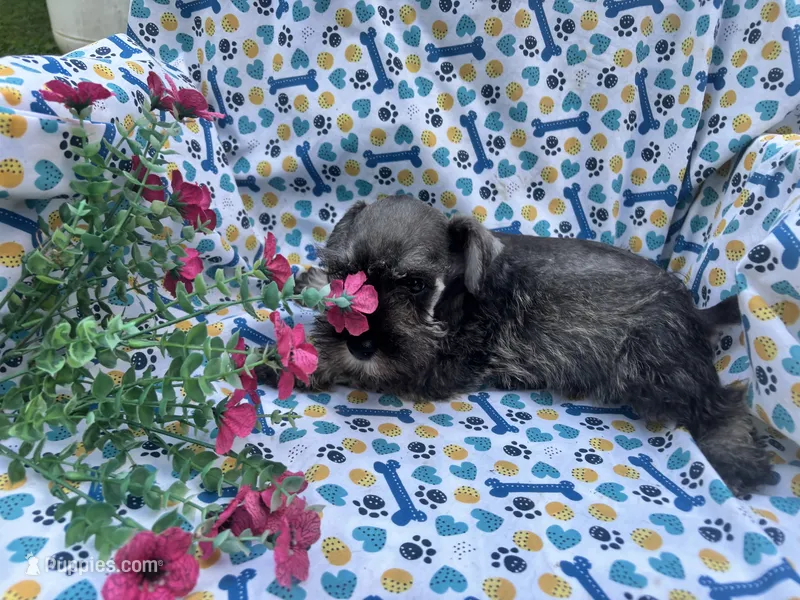 Max – Miniature Schnauzer puppy for sale in Bedford, IN