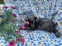 Max, a male Miniature Schnauzer for sale in Bedford, IN – 1 of 2