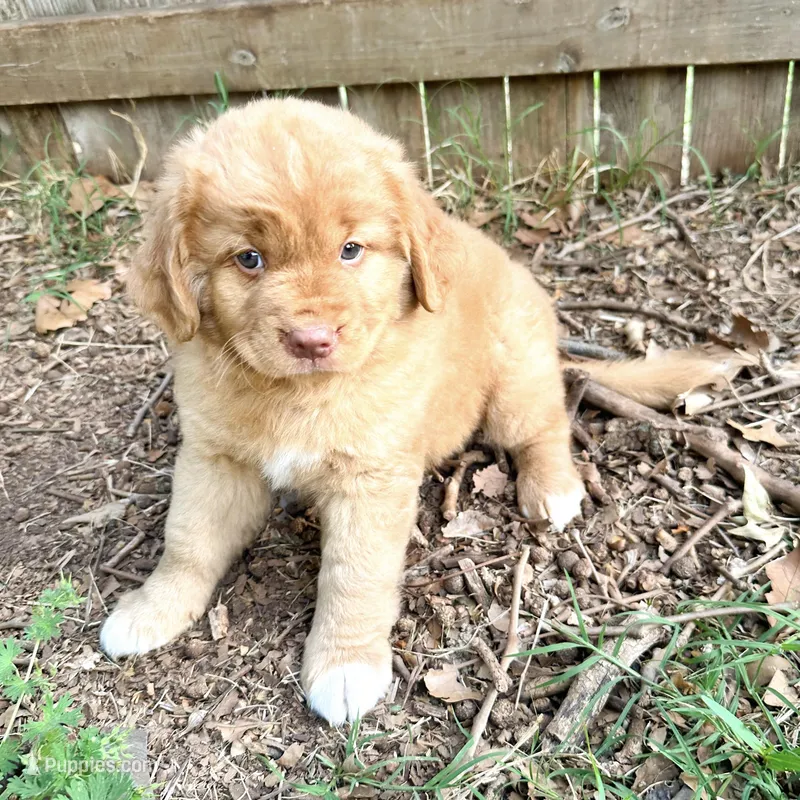 Orange – Nova Scotia Duck Tolling Retriever puppy for sale in Edmond, OK