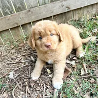 Orange, a male Nova Scotia Duck Tolling Retriever for sale in Edmond, OK – 2 of 2