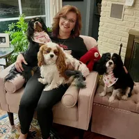 Calvin, a male Cavalier King Charles Spaniel for sale in Holland, MI – Photo 2 of 3