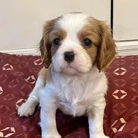 Calvin, a male Cavalier King Charles Spaniel for sale in Holland, MI – Photo 3 of 3