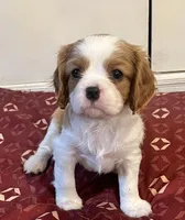 Calvin, a male Cavalier King Charles Spaniel for sale in Holland, MI – Photo 3 of 3