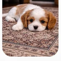 Calvin, a male Cavalier King Charles Spaniel for sale in Holland, MI – Photo 1 of 3