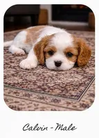 Calvin, a male Cavalier King Charles Spaniel for sale in Holland, MI – Photo 1 of 3