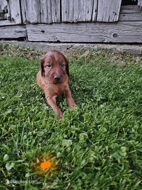 Azure – Irish Setter puppy for sale in Lyons, NY