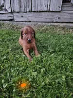 Azure, a male Irish Setter for sale in Lyons, NY – 1 of 1