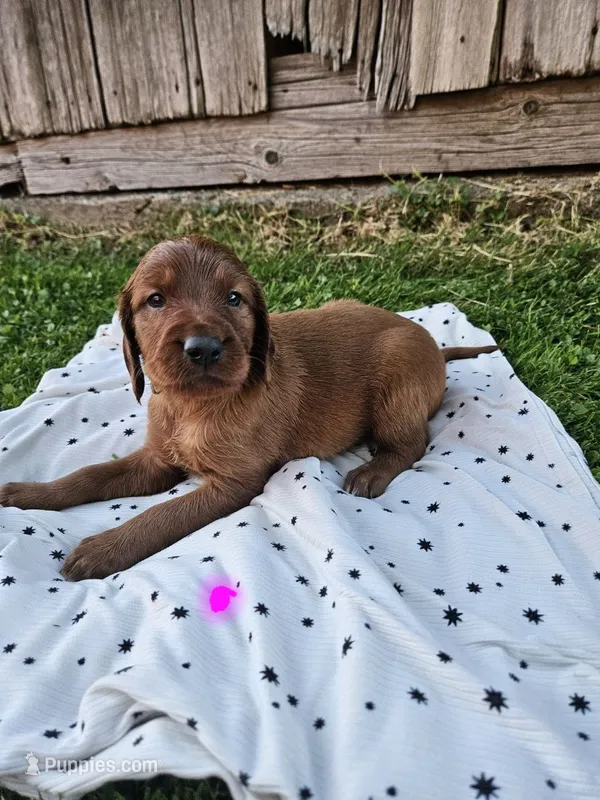 Daisy – Irish Setter puppy for sale in Lyons, NY