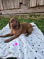 Daisy, a female Irish Setter for sale in Lyons, NY – 1 of 1