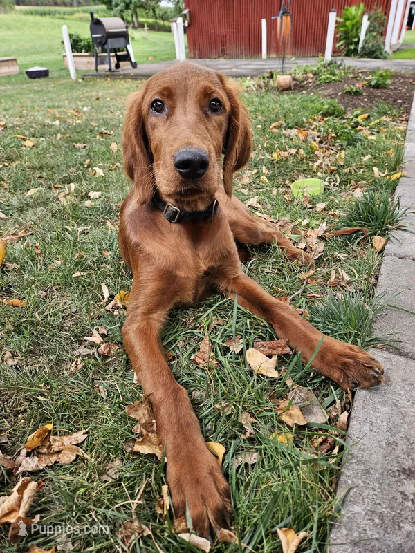 Acorn – Irish Setter puppy for sale in Lyons, NY