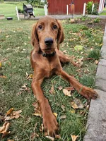 Acorn, a male Irish Setter for sale in Lyons, NY – 1 of 7