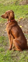 Lily, a female Irish Setter for sale in Lyons, NY – 2 of 2