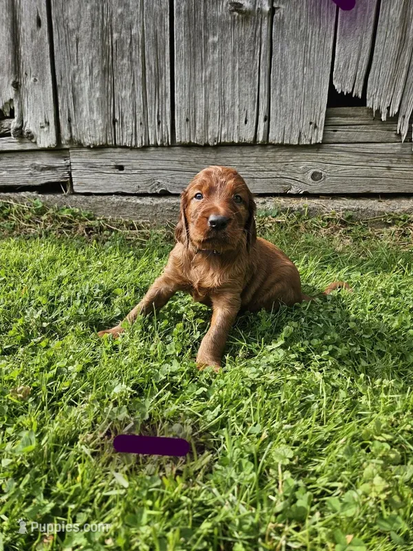 River – Irish Setter puppy for sale in Lyons, NY