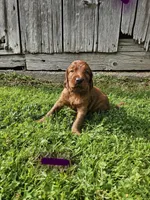 River, a female Irish Setter for sale in Lyons, NY – 1 of 1