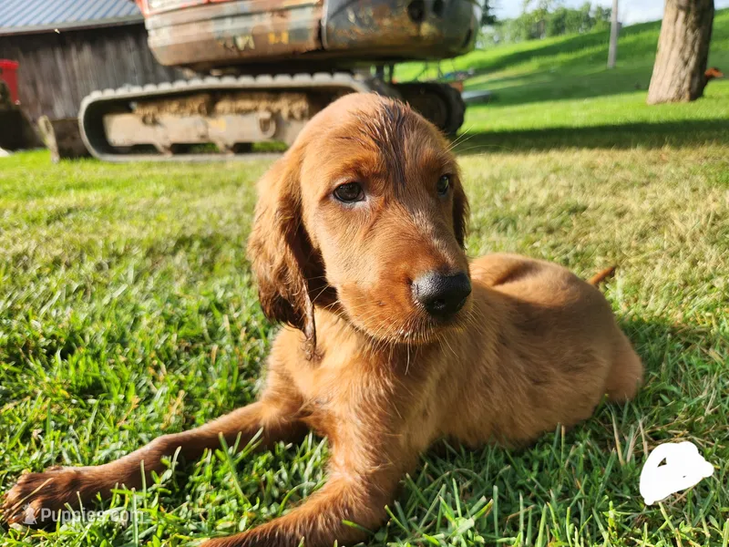 Acorn – Irish Setter puppy for sale in Lyons, NY