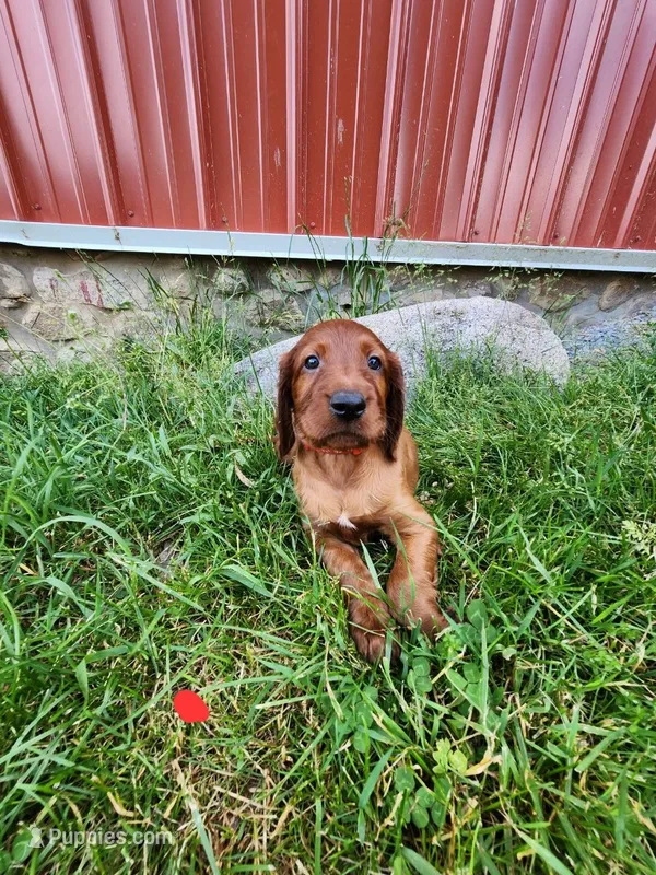 Summit – Irish Setter puppy for sale in Lyons, NY