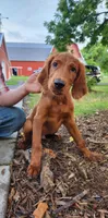 Acorn, a male Irish Setter for sale in Lyons, NY – 3 of 7