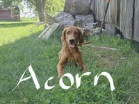 Acorn, a male Irish Setter for sale in Lyons, NY – 4 of 7