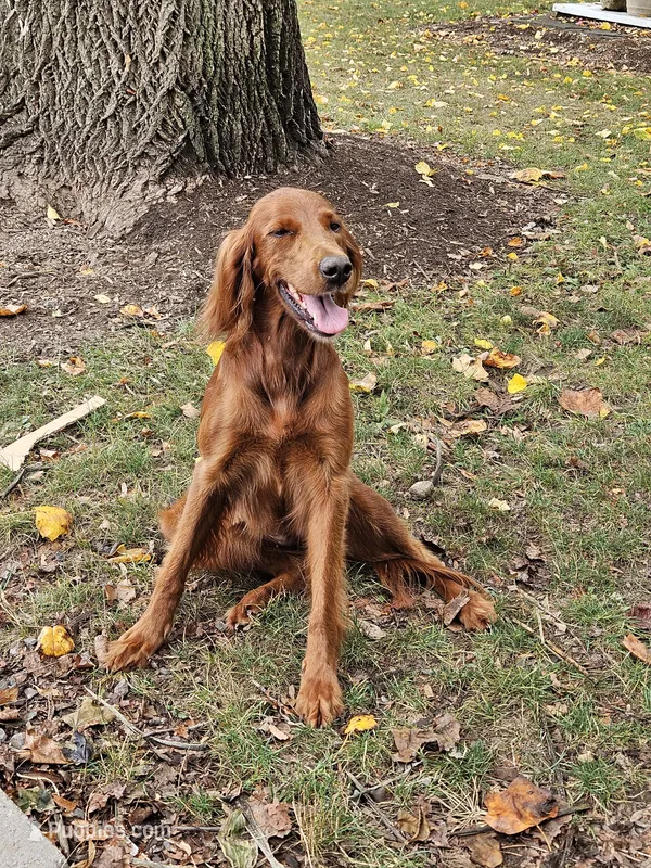 Lily – Irish Setter puppy for sale in Lyons, NY