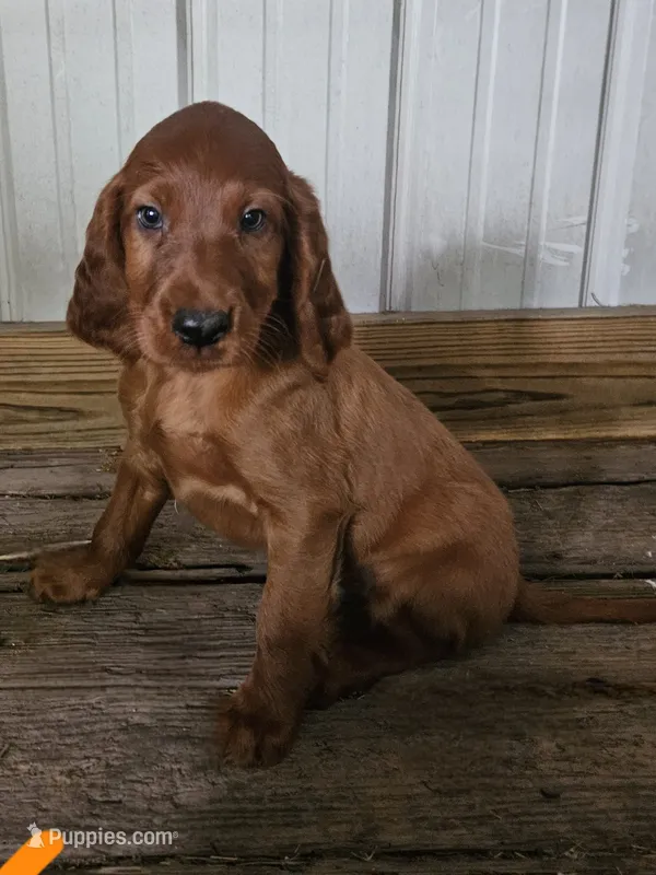 Azure – Irish Setter puppy for sale in Lyons, NY