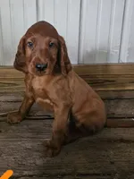Azure, a male Irish Setter for sale in Lyons, NY – 3 of 5