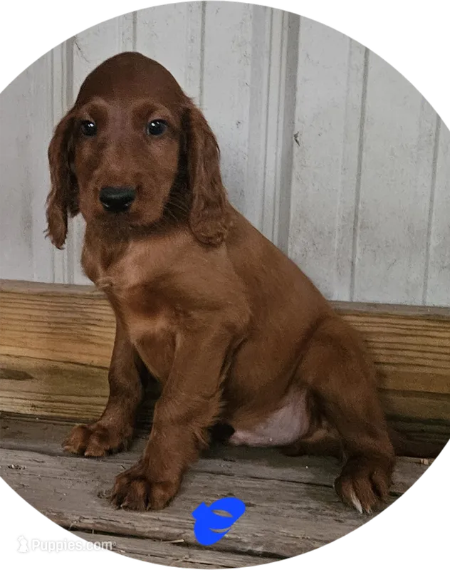 Hickory – Irish Setter puppy for sale in Lyons, NY