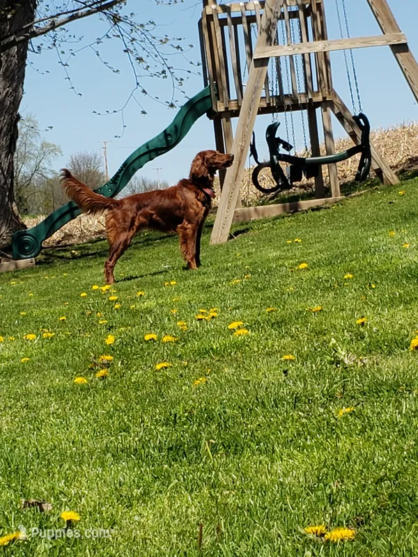 Lily – Irish Setter puppy for sale in Lyons, NY