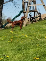 Lily, a female Irish Setter for sale in Lyons, NY – 1 of 2